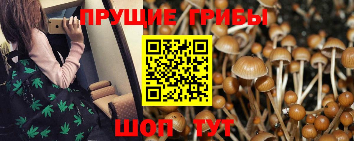 Псилоцибиновые грибы Psilocybine cubensis Зеленодольск